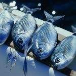 I PESCATORI VENETI E L’EMERGENZA GRANCHIO BLU