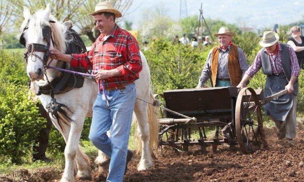 STAGIONE AGRARIA: MENO FRUMENTO E POMODORI, PIÙ TERRENI LASCIATI INCOLTI