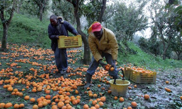 CRESCE L’OCCUPAZIONE IN AGRICOLTURA. ESSENZIALE IL RUOLO DEGLI IMMIGRATI