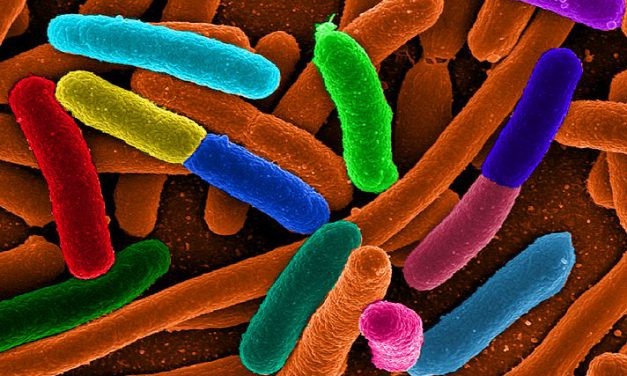 NON SE NE PARLA QUASI PIÙ, MA E-COLI UCCIDE ANCORA