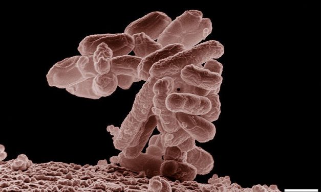 CONTRIBUTI EUROPEI PER I PRODUTTORI DANNEGGIATI DALL’E-COLI