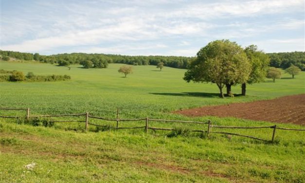 TRUFFA ALL’EUROPA: SCOPERTI DUE AGRICOLTORI CAMPANI