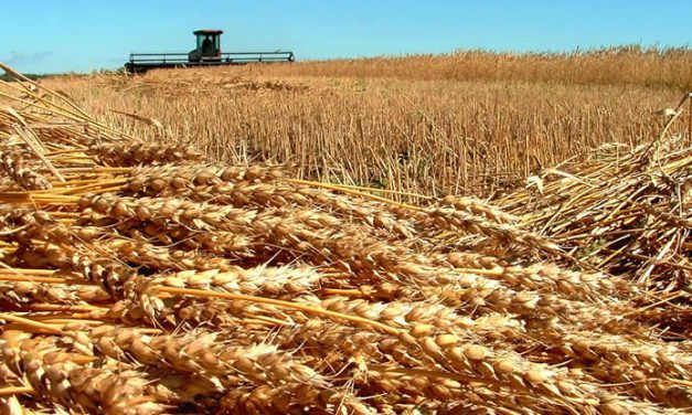 IN VENETO IL PRIMO ACCORDO DI FILIERA PER IL GRANO