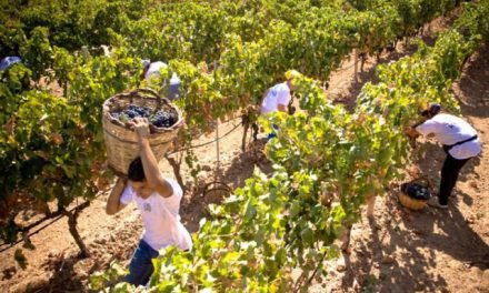 VINO: MENO RESA PER ETTARO MA CRESCE LA PRODUZIONE