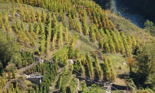 BILANCIO AGRICOLO VERONA E VICENZA: POCO OTTIMISMO