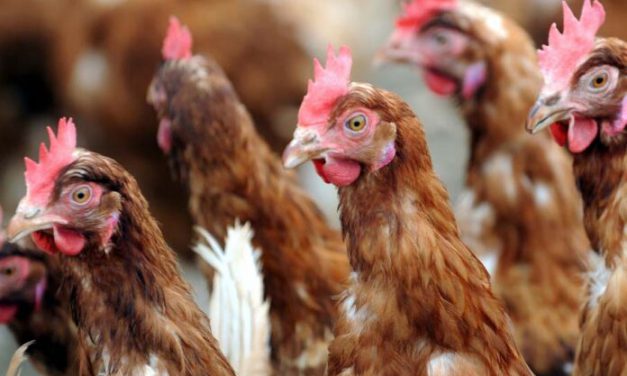 L’AVIARIA RINCHIUDE LE GALLINE OVAIOLE FRANCESI