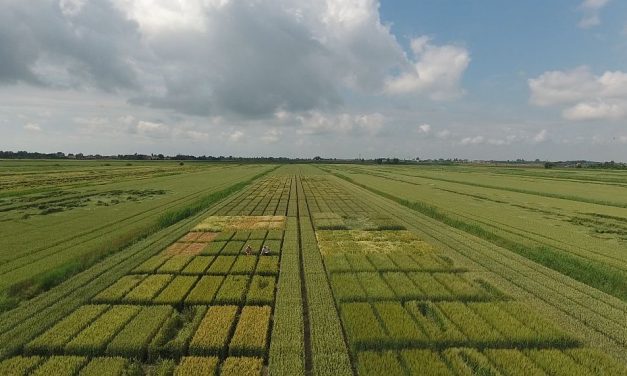 OASI RACHELLO: UN PROGETTO DI FILIERA SOSTENIBILE