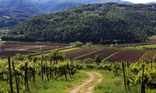 UN VIGNETO SPERIMENTALE PER LE SFIDE CLIMATICHE DI OGGI