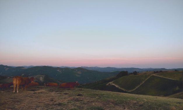 RONCHI DI CASTELLUCCIO RINASCE FRA ZONAZIONE, VECCHIE VIGNE E BIODIVERSITÀ