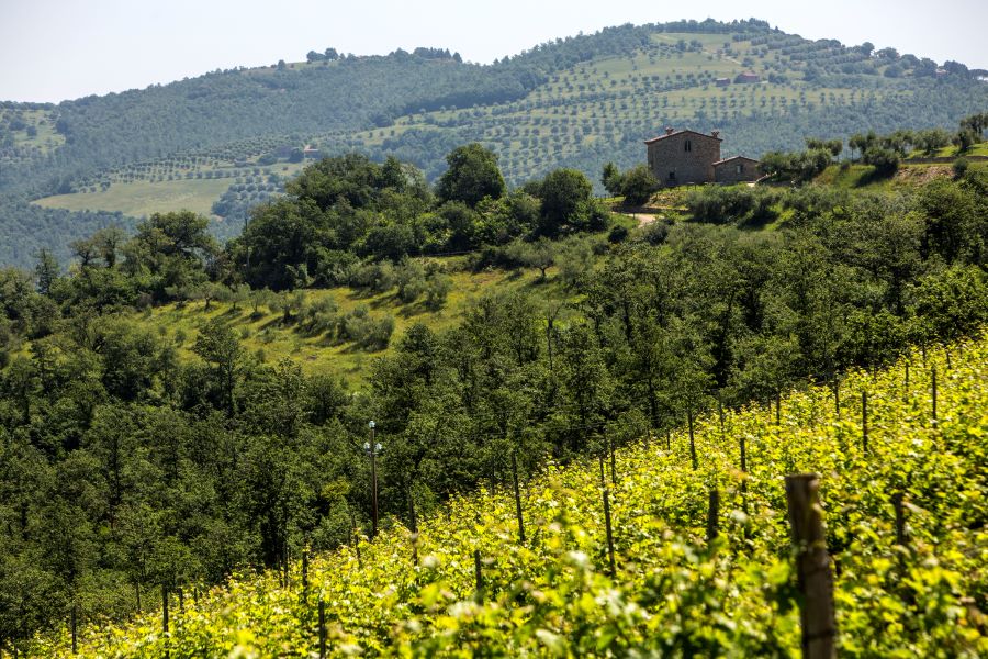 CORCIANO CASTELLO DI VINO ALLA 12ESIMA EDIZIONE