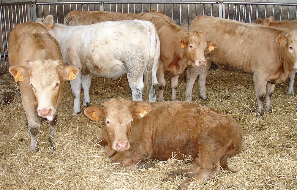 L’INTERPROFESSIONE DELLA CARNE BOVINA IN AUDIZIONE AL SENATO