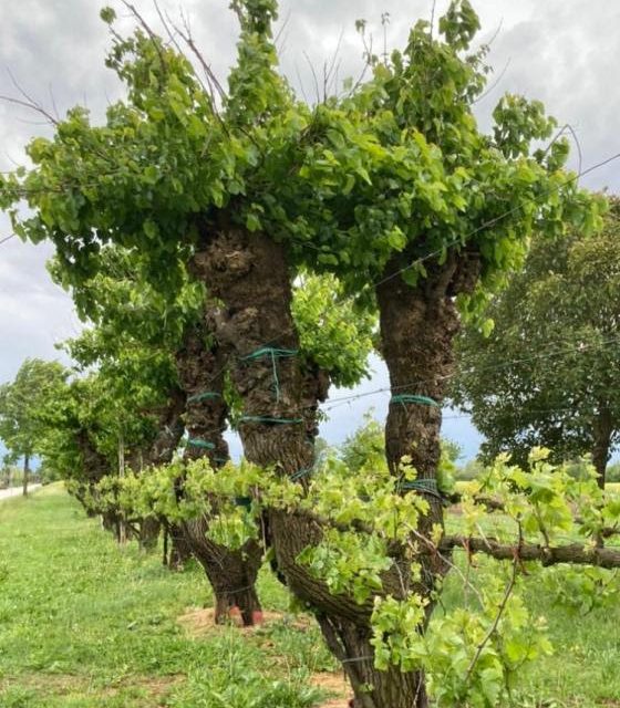 LA SEQUOIA DI LONGARONE SIMBOLO DI RESISTENZA