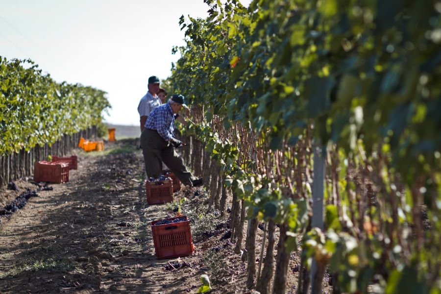 VENDEMMIA 2024: PRESENTATI I DATI PREVISIONALI