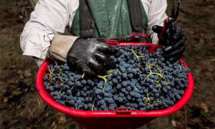 IL TOLLO WINE FESTIVAL CELEBRA LE TIPICITÀ ENOICHE LOCALI