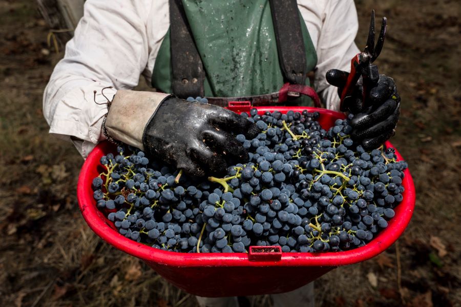 IL TOLLO WINE FESTIVAL CELEBRA LE TIPICITÀ ENOICHE LOCALI