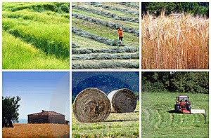 IL SETTORE AGRICOLO TRA LUCI E OMBRE