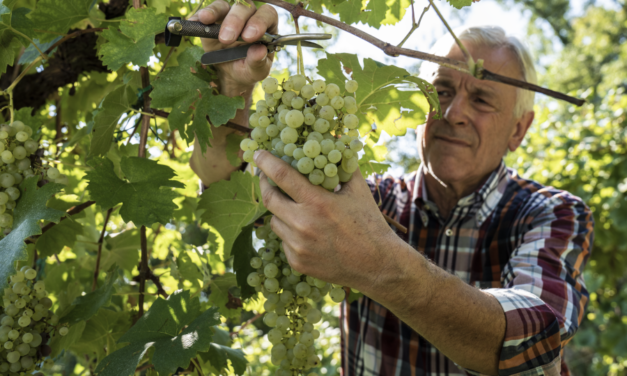 SFIDE E PROSPETTIVE PER IL CONSORZIO ASOLO PROSECCO