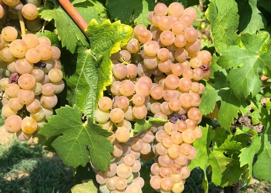 ALLA SCOPERTA DEI VINI DEL CANAVESE