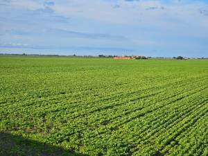 BARBABIETOLE DA ZUCCHERO, IN VENETO STAGIONE DA KO