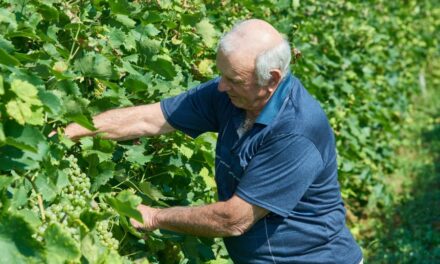 CANTINE DI VERONA INNALZA I VOLUMI DI VENDITA