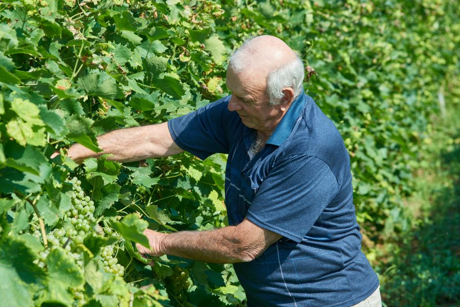 CANTINE DI VERONA INNALZA I VOLUMI DI VENDITA